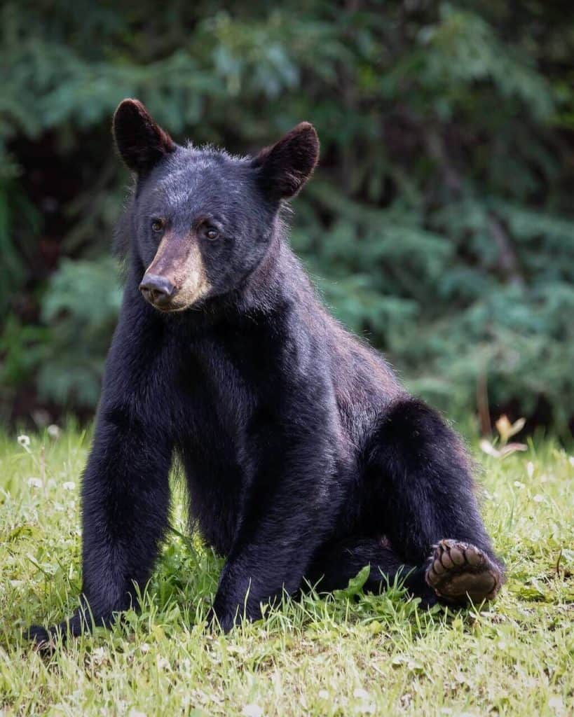 Black Bear