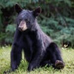 Black Bear